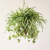 billige Kunstige planter og blomster-1 stk 60 cm store kunstige hengende planter, falske edderkoppplanter for hjemmeinnredning, falske grøntområder for hjemmehagekontor bryllupsdekorasjon