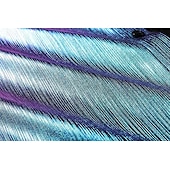 preiswerte Oberteile-Disko 1980er Glänzend Metallisch Bluse / Hemd Maskerade Disco Einfarbig Herren Karnevalskostüm Maskerade Party / Abend Pride Parade Pride-Monat Erwachsene Hemd