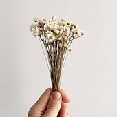 abordables Vases et corbeilles-50 tiges fleur d&#039;étoile en blanc, fleurs séchées, décoration de mariage, décoration intérieure, fleurs séchées, arrangements floraux, fleurs de mariage