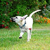 お買い得  犬用首輪＆ハーネス＆リード-犬用 リード トレーニングリーシュ ハーネスリーシュセット 調整可能 防水 携帯用 パータブル 普通 生活 アウトドア ハンティング ランニング ソリッド ハスキー犬 ラブラドール エスキモー犬 1個