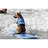 cheap Dog Apparel &amp; Accessories-Dog Harness Vest Life Vest Dog Life Jacket Sports &amp; Outdoors Portable Reflective Adjustable Waterproof Breathable Washable Party Outdoor Sports Traveling Pool Dog Clothing for Cat Dog Husky Labrador