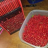 お買い得  ガーデンハンドツール-ベリー摘み器、ベリー摘み器と熊手、金属製のコームと人間工学に基づいたハンドルでベリー摘みが簡単にできるもの、ブルーベリー、リンゴンベリー、ハックルベリー用のブルーベリー熊手スコップ