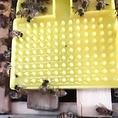 economico Supporto e Cura degli Animali-1 bottiglia di plastica per abbeveraggio delle api, mangiatoia per api, compatibile con bottiglia di acqua minerale da 30 mm, anti-annegamento, ampia area di alimentazione delle api