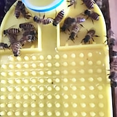 economico Supporto e Cura degli Animali-1 bottiglia di plastica per abbeveraggio delle api, mangiatoia per api, compatibile con bottiglia di acqua minerale da 30 mm, anti-annegamento, ampia area di alimentazione delle api