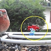 cheap Backyard Birding &amp; Wildlife-Hat Hummingbird Feeder, Mini Hummingbird Feeder with Random Color Clip,Easy to Clean and Refill Plastic Humming Bird Feeder