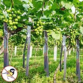cheap Animal Support &amp; Care-2-Pack With Double-sided Reflective Ribbon Suitable for Orchards and Vegetable Gardens Bird-proof Ribbon Outdoor Safe and Easy-to-use Bird-proof Solution