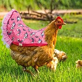 cheap Animal Support &amp; Care-Chicken Clothes Chicken Saddle Protective Wings Chicken Vest Color 5-piece Set