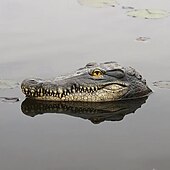お買い得  動物のサポートとケア-浮かぶワニの頭の装飾樹脂シミュレーション動物浮かぶワニの頭の装飾プール池庭家の装飾アート