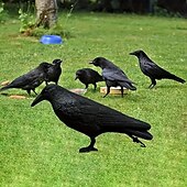 abordables Soins et soutien aux animaux-1 statue de corbeau noir simulée 3D corbeau simulé oiseau effrayant souris insectifuge décoration de jardin extérieur pour les pigeons pour chasser les corbeaux