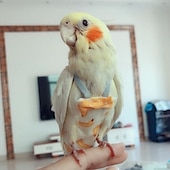 cheap Animal Support &amp; Care-Parrot Diapers, Adjustable Flight Clothes, Diapers, Flight Suits