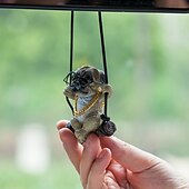 cheap Sculptures-Resin Dog Rearview Mirror Ornament, Dog Rear Mirror Accessories - Retroview Mirror Decoration - Cute Car Ornament for Truck Van Sedan for Bedrooms for Camer