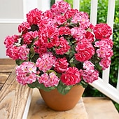 abordables Plantas y Flores Artificiales-6 paquetes de flores artificiales de geranio para decoración al aire libre (maceta no incluida), flores de geranios de seda con aspecto resistente a los rayos UV, plantas artificiales reales para puerta de entrada, jardín, porche, jardinera, patio, balcón