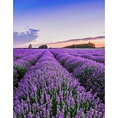 olcso Műnövények és virágok-műlevendula virág, műanyag modern kortárs szabálytalan asztali virágdekoráció, egyedi design otthoni irodába, stílusos műnövény kompozíció