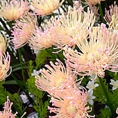 preiswerte Landschaftslichter-4 Stück Solar-Blumenlichter für den Außenbereich, rosa, für Blumenfelder am Meer, Plug-in-Licht, warmes Licht, für Innenhof, Gartenweg, Rasen, Hochzeit, Festival-Atmosphäre, dekoratives Licht, 2 Funktionen, Muttertagsgeschenk