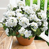 abordables Plantas y Flores Artificiales-6 paquetes de flores artificiales de geranio para decoración al aire libre (maceta no incluida), flores de geranios de seda con aspecto resistente a los rayos UV, plantas artificiales reales para puerta de entrada, jardín, porche, jardinera, patio, balcón