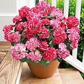 abordables Plantas y Flores Artificiales-6 paquetes de flores artificiales de geranio para decoración al aire libre (maceta no incluida), flores de geranios de seda con aspecto resistente a los rayos UV, plantas artificiales reales para puerta de entrada, jardín, porche, jardinera, patio, balcón