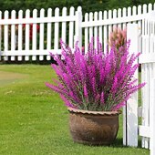 olcso Műnövények és virágok-műlevendula virág, műanyag modern kortárs szabálytalan asztali virágdekoráció, egyedi design otthoni irodába, stílusos műnövény kompozíció