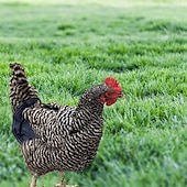 olcso Állat támogatás és gondozás-csirkenyergek, tyúknyergek pulóver ruhák, gyönyörű szárnyvédő, madárvédő hát- és oldalra, baromfikiegészítők tyúkoknak, kék