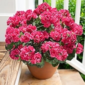 abordables Plantas y Flores Artificiales-6 paquetes de flores artificiales de geranio para decoración al aire libre (maceta no incluida), flores de geranios de seda con aspecto resistente a los rayos UV, plantas artificiales reales para puerta de entrada, jardín, porche, jardinera, patio, balcón