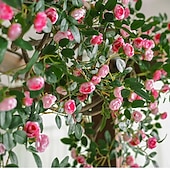 economico Piante e Fiori Artificiali-Bocciolo di rosa artificiale da appendere alla parete, finto fiore rampicante per decorare tubi del condizionatore e del riscaldamento, pianta rampicante in plastica per nascondere e decorare la casa