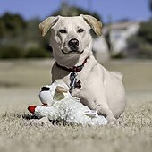 お買い得  犬用おもちゃ-ぬいぐるみ インタラクティブトイ ととも​​に ペットフレンドリー 解放圧力 のために 犬用 屋内 屋外 ペットプレイ
