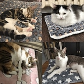 billige Hundesofatrekk-kattetepper for innekatter, ultramykt kjæledyrteppe til sengeunderlag, oppvarmede kattesenger, premium flanellduk selvoppvarmende kjæledyrpute for katter og hunder, koselig og beroligende katteteppe