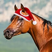 Χαμηλού Κόστους Υποστήριξη και Φροντίδα Ζώων-Εορταστικό κόκκινο καπέλο Άγιου Βασίλη για άλογα - εύκολο στην τοποθέτηση εορταστικό καπέλο με φλις φινίρισμα για πάρτι σε αχυρώνα &amp;φωτογραφίες