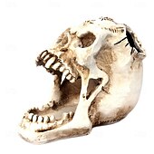 preiswerte Halloween Hängende &amp; Tischdekorationen-Halloween Statue Totenkopf Makeup Schmuck Organizer offener Mund Fang Gothic Knochenkopf Kosmetik Aufbewahrungshalter einzigartiges gruseliges Schreibtisch Dekor für Zuhause Schminktisch