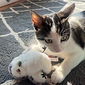 お買い得  猫用おもちゃ-猫鳥のおもちゃ、タッチで作動する子猫のおもちゃ、音と羽根が付いた室内猫用運動用おもちゃ、室内用インタラクティブ猫用おもちゃ、遊び時間の柔らかい鳥のおもちゃ