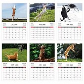 お買い得  家庭用品-2026年 怒った猫 カンフー猫カレンダー 面白い犬のうんちカレンダー ラミネート加工 月間プランナー 英語の日付付き 1月から12月まで 自宅やオフィスの装飾に最適 猫好きや犬好きの方に最適