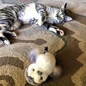 お買い得  猫用おもちゃ-猫鳥のおもちゃ、タッチで作動する子猫のおもちゃ、音と羽根が付いた室内猫用運動用おもちゃ、室内用インタラクティブ猫用おもちゃ、遊び時間の柔らかい鳥のおもちゃ