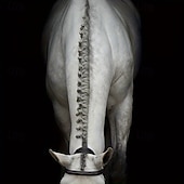 economico Supporto e Cura degli Animali-500 tendini per cavalli in silicone extra spessi e ad alta elasticità - criniera resistente &amp;Fasce per la coda dei cavalli, accessori per legare i peli di cavallo bianchi e neri, fasce per fissare la