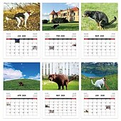 お買い得  家庭用品-2026年 怒った猫 カンフー猫カレンダー 面白い犬のうんちカレンダー ラミネート加工 月間プランナー 英語の日付付き 1月から12月まで 自宅やオフィスの装飾に最適 猫好きや犬好きの方に最適