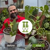 economico Giardinaggio-Supporti per piante a forma di rana verde da 2/4 pezzi, supporto robusto per piccole piante in vaso e succulente, grazioso decoro da giardino per balconi e spazi interni, design a risparmio idrico,