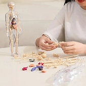 お買い得  贈り物-透明な人体構造モデル、教育用骨格解剖学玩具キット、リアルな臓器の体の部分の組み立て、科学教材、子供と大人向けの医療学習ツール