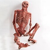 Недорогие Хэллоуин-человеческие кости для Хэллоуина в помещении