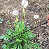 voordelige tuin handgereedschap-onkruidverwijderaar voor in de tuin, onkruidverwijderaar met 4 tanden, onkruidverwijderaar van mangaanstaal, onkruidverwijderaar voor moestuinieren en planten