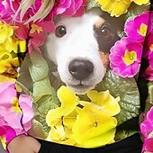 abordables Animaux 3D de Fille-Fille 3D Fleuri Chien Sweat à Capuche manche longue Automne Hiver Mode Adorable Basique Enfants 4-12 ans À capuche Extérieur Occasionnel Quotidien Coupe régulière