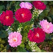 abordables Éclairage au sol-Lampes solaires de jardin, lampe solaire décorative extérieure étanche en forme de fleur, pour jardin, cour, patio, pelouse, décoration extérieure de Noël ou d'Halloween, cadeaux idéaux pour la fête