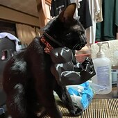 voordelige Tot $30-grappige 3D-geprinte kattenarm-prop