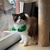 voordelige Tot $30-grappige 3D-geprinte kattenarm-prop