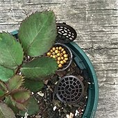 abordables Riego e irrigación-50 cestas de fertilizante de plástico resistentes para plantas con tapa de cúpula: liberación automática de nutrientes, drenaje de fondo abierto, macetas apilables para viveros de interior/exterior,