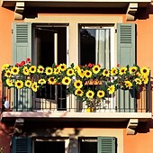 economico Fiore finti-Confezione da 3 ghirlande di girasoli artificiali, 7,5 piedi/filo di girasoli di seta appesi, fiori rampicanti con foglie verdi per la stanza, la cucina, il giardino, il compleanno, il matrimonio, il