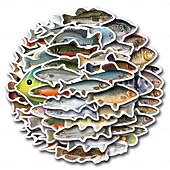 economico Adesivi murali-110 adesivi di pesci per adulti e bambini, adesivi in vinile impermeabili di animali marini oceanici per laptop, borraccia, telefono, Kindle, diario, album di ritagli, skateboard, bagagli, senza
