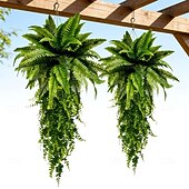 levne Umělé rostliny a zeleň-Bostonská kapradina, závěsná kombinace rostlin, umělé rostliny vyrobené z vysoce kvalitních materiálů odolných vůči UV záření, vhodné pro moderní svatební zahradní dekoraci
