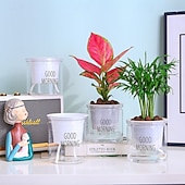 お買い得  花瓶＆バスケット-自動給水式植木鉢、緑のツタ型水耕栽培プランター、樹脂製多肉植物鉢、透明プラスチック製蘭鉢、吸水性室内植物容器