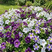 abordables Flores artificiales-30 flores artificiales con margaritas en degradado de tres colores, perfectas para la decoración de jardines exteriores en primavera. &amp;Decoración de temporada de verano, apta para uso