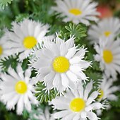 baratos Flor artificial-Estaca de crisântemo artificial branco de 56 cm (22 polegadas), topiaria de margarida artificial para casa, jardim e quintal. &amp;decoração de jardim, casamento &amp;Flores artificiais duráveis para festas,