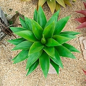 baratos Plantas e Folhagens Artificiais-2 plantas artificiais de agave grandes com 18 folhas cada, folhagem tropical artificial realista para decoração de interiores e exteriores, perfeitas para casa, escritório, jardim, varanda e para