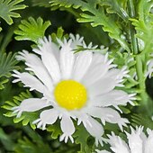 baratos Flor artificial-Estaca de crisântemo artificial branco de 56 cm (22 polegadas), topiaria de margarida artificial para casa, jardim e quintal. &amp;decoração de jardim, casamento &amp;Flores artificiais duráveis para festas,